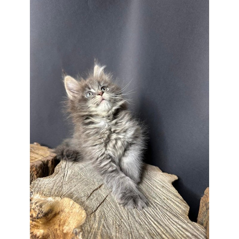 Maine Coon Sony