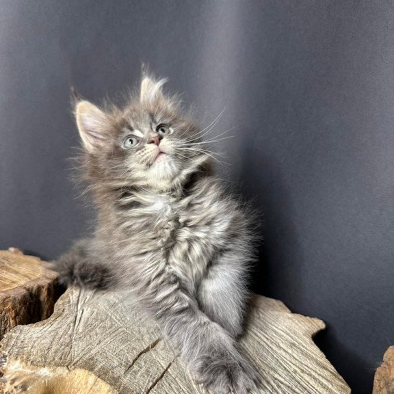 Maine Coon Sony