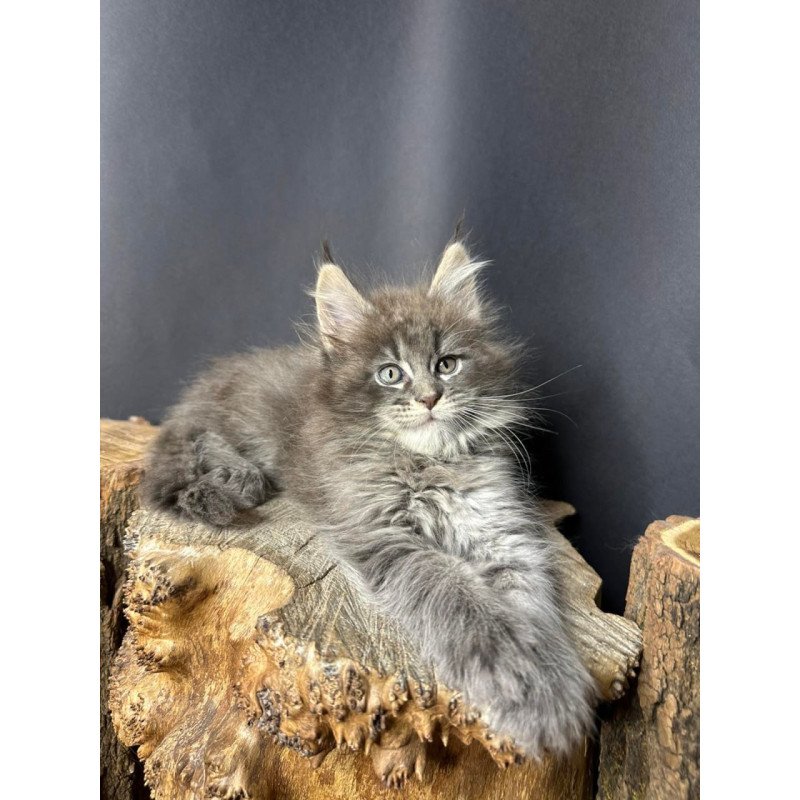 Maine Coon Sony