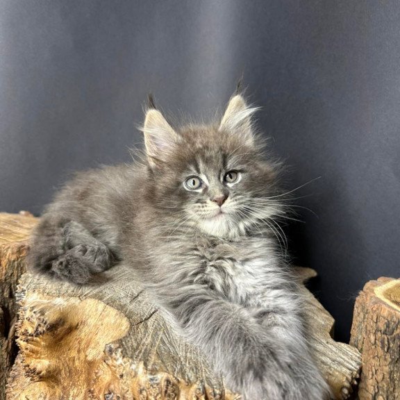 Maine Coon Sony