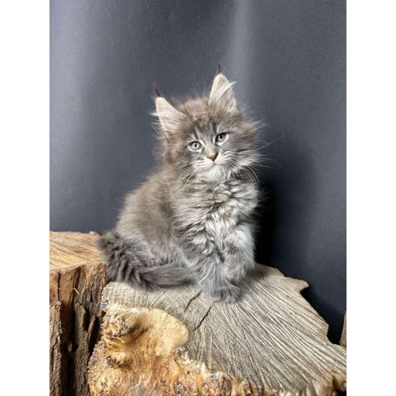Maine Coon Sony