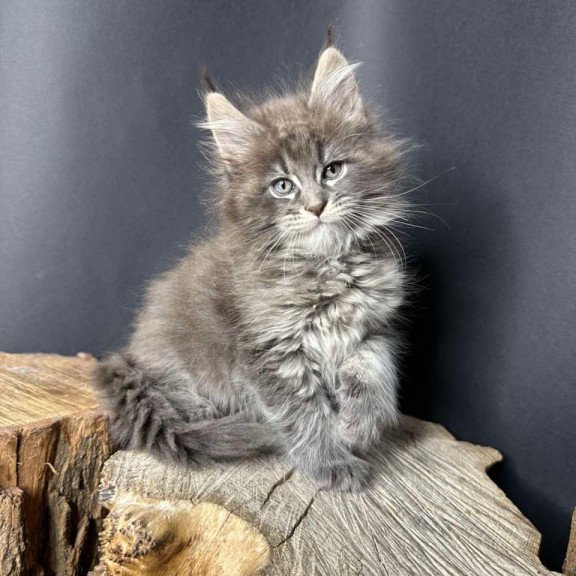 Maine Coon Sony