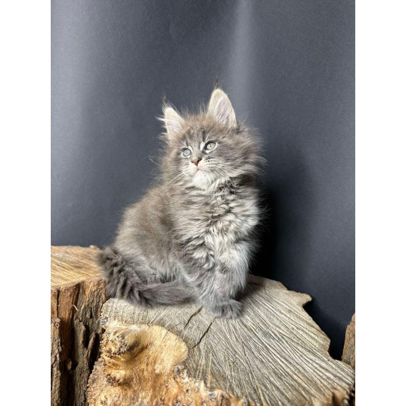 Maine Coon Sony