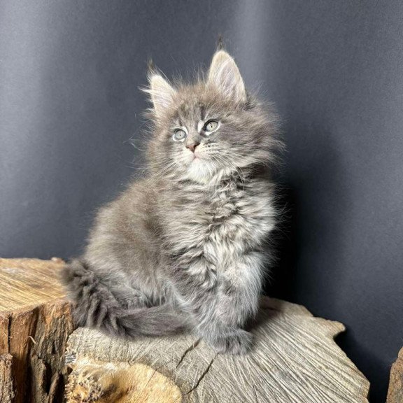 Maine Coon Sony