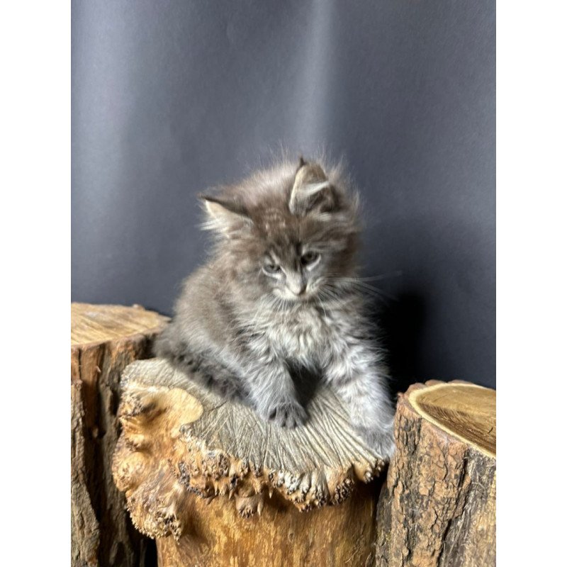 Maine Coon Sony