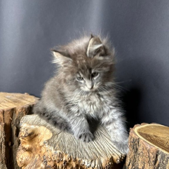 Maine Coon Sony