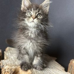 Maine Coon Sandra