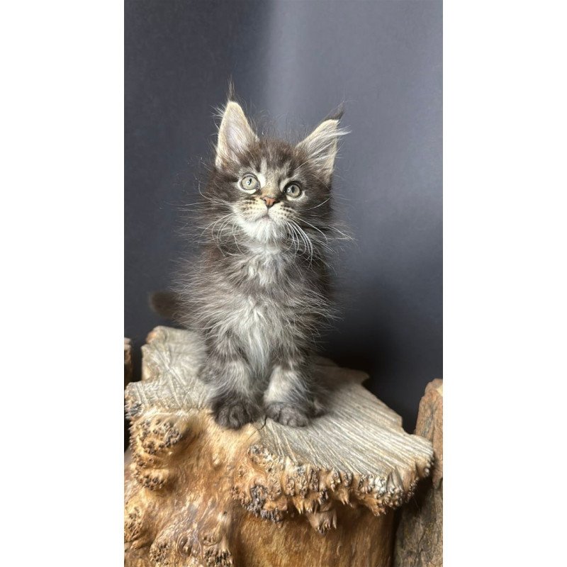 Maine Coon Sandra