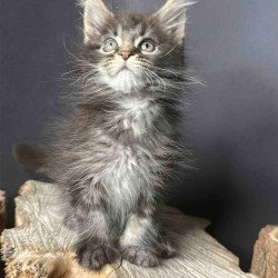Maine Coon Sandra