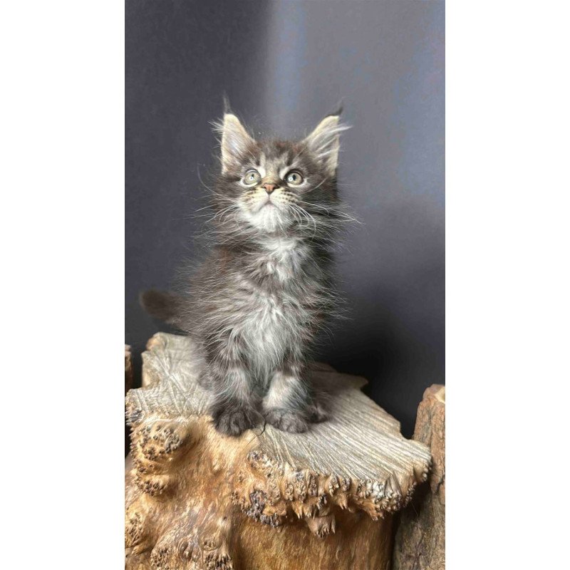 Maine Coon Sandra