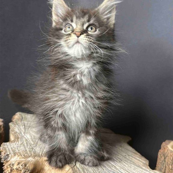 Maine Coon Sandra
