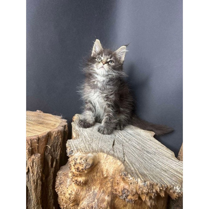 Maine Coon Sandra