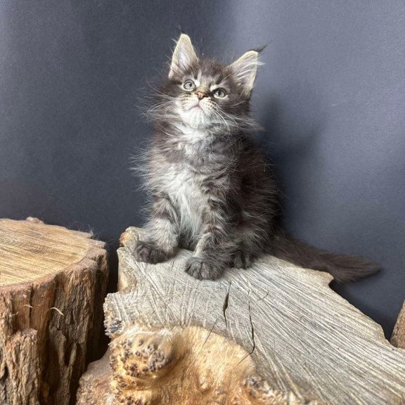 Maine Coon Sandra