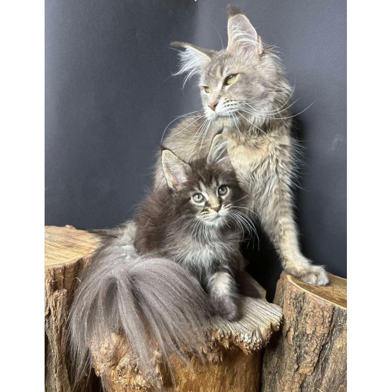 Maine Coon Sandra