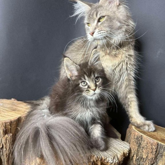 Maine Coon Sandra