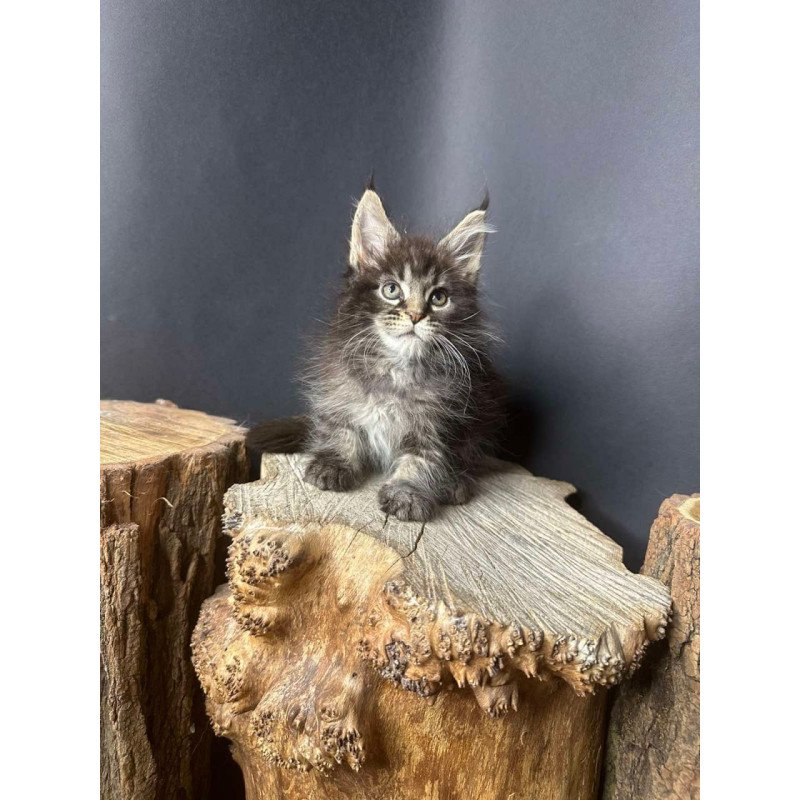 Maine Coon Sandra