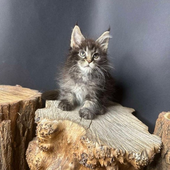 Maine Coon Sandra