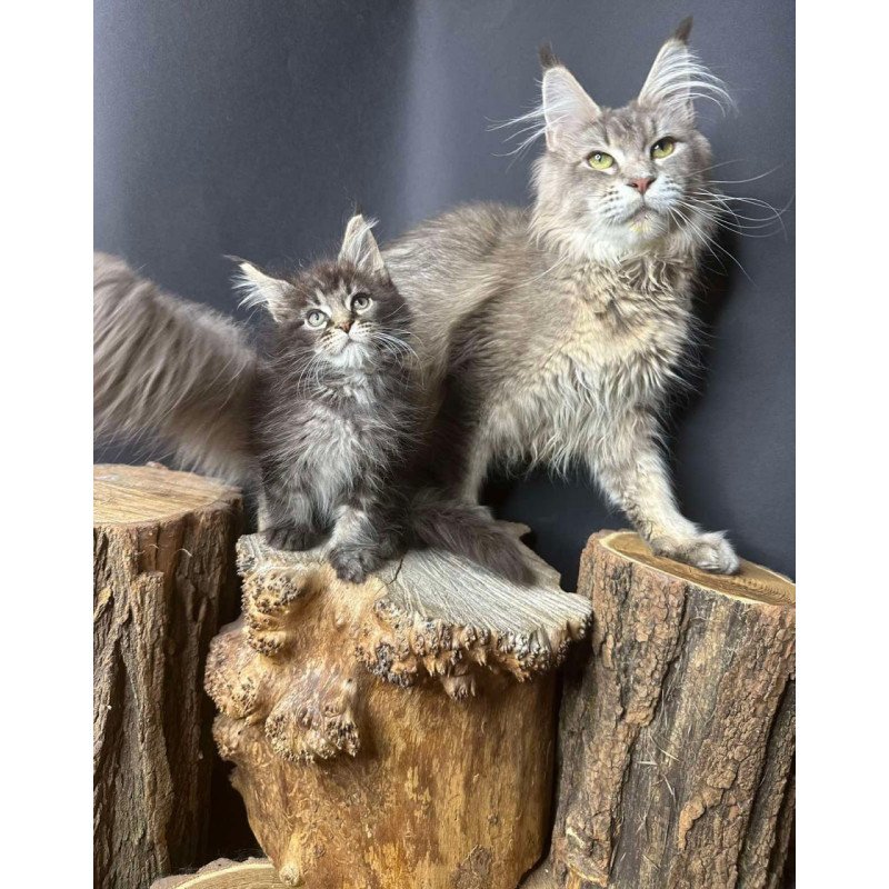 Maine Coon Sandra