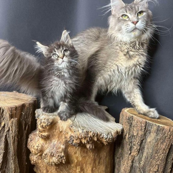 Maine Coon Sandra