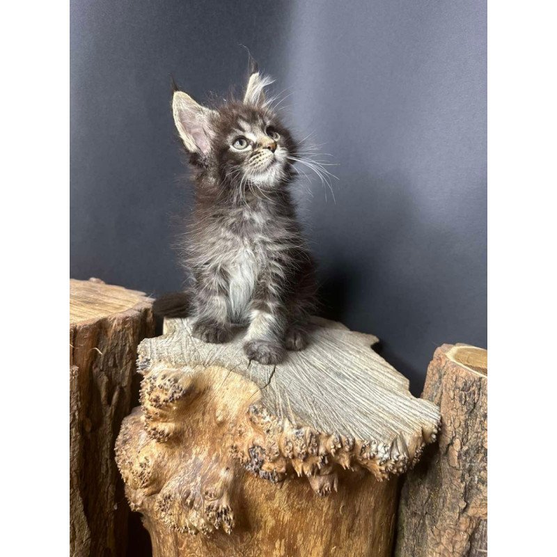 Maine Coon Sandra