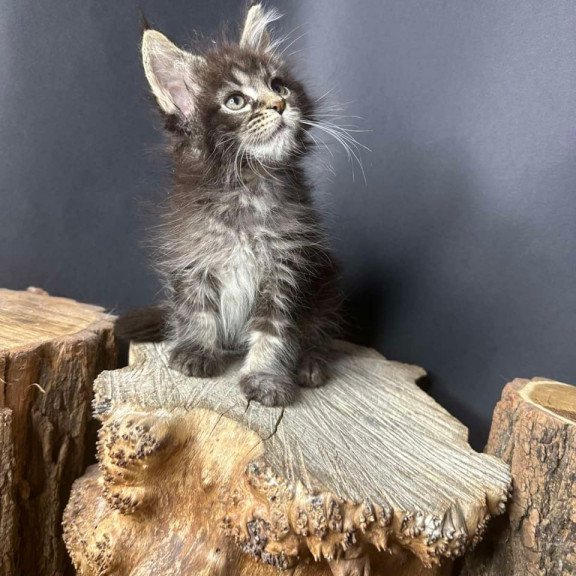 Maine Coon Sandra