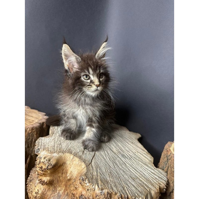 Maine Coon Sandra