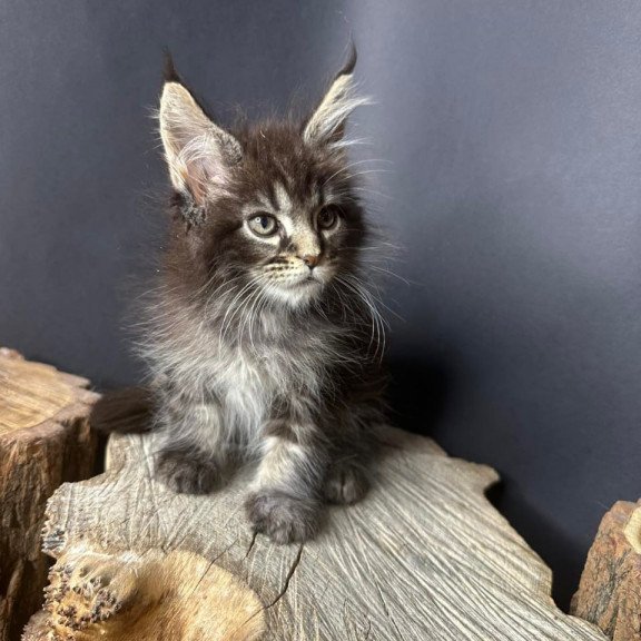 Maine Coon Sandra