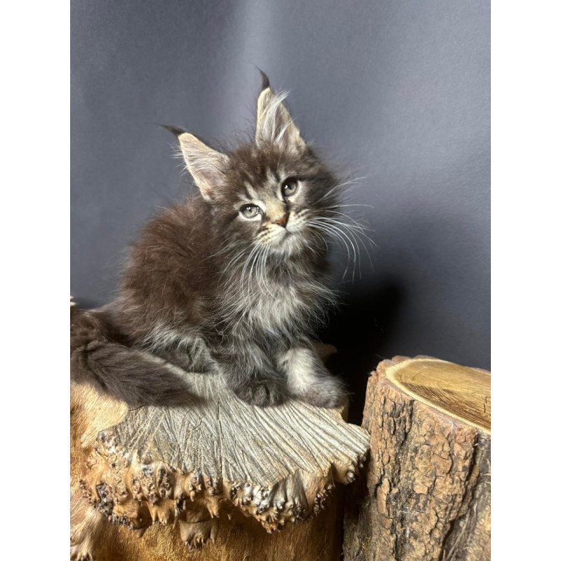 Maine Coon Sandra