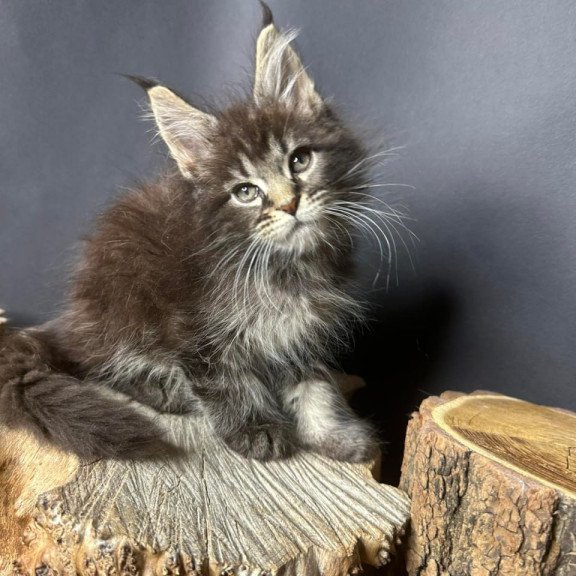 Maine Coon Sandra