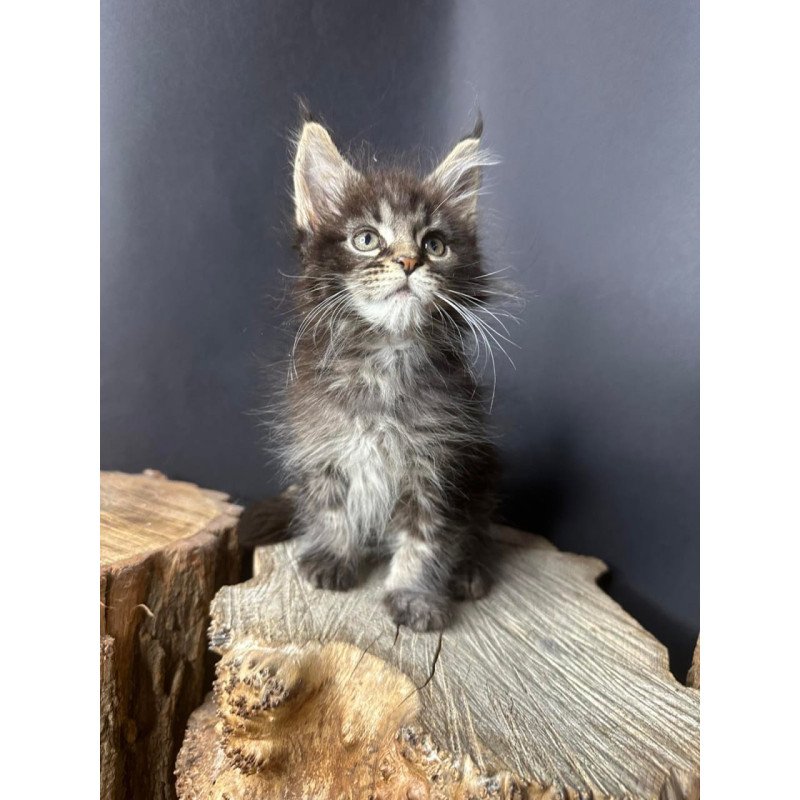 Maine Coon Sandra