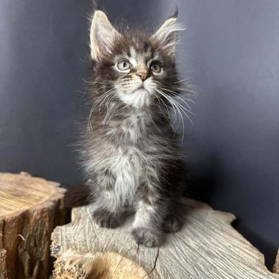 Maine Coon Sandra