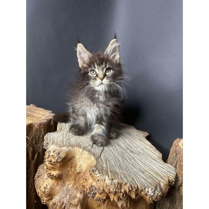Maine Coon Sandra