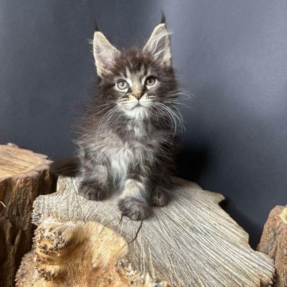 Maine Coon Sandra