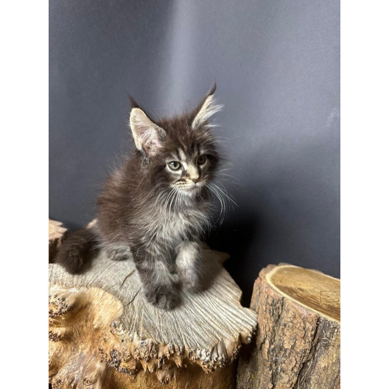 Maine Coon Sandra