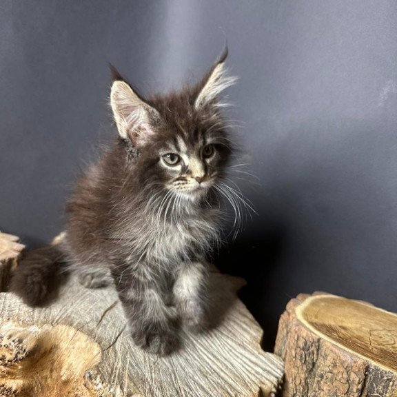 Maine Coon Sandra