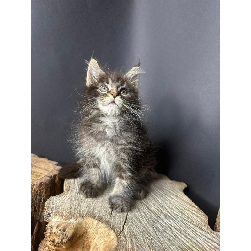 Maine Coon Sandra