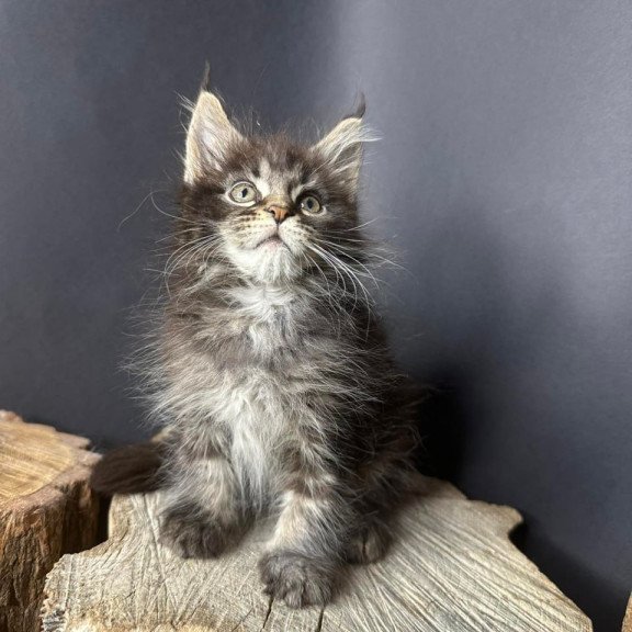 Maine Coon Sandra