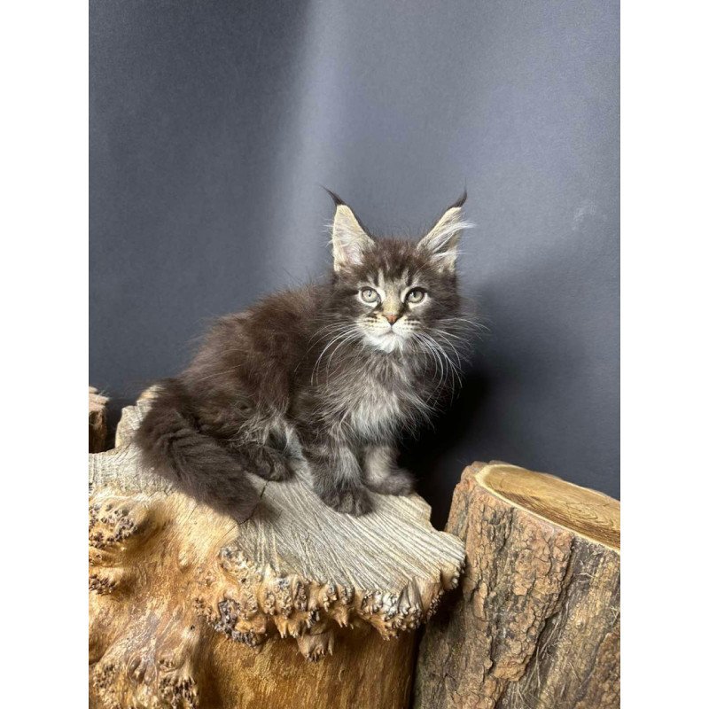 Maine Coon Sandra