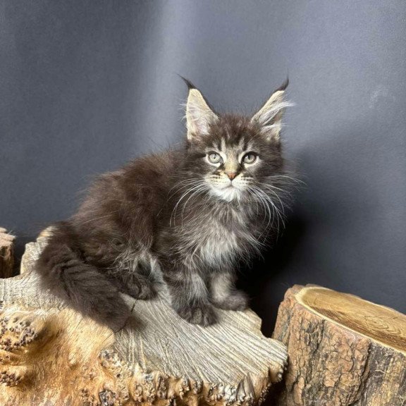 Maine Coon Sandra