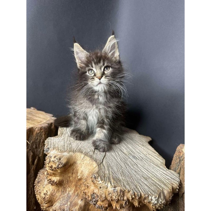 Maine Coon Sandra