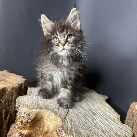 Maine Coon Sandra