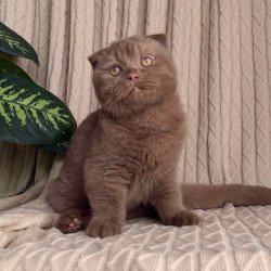 Scottish Oscar