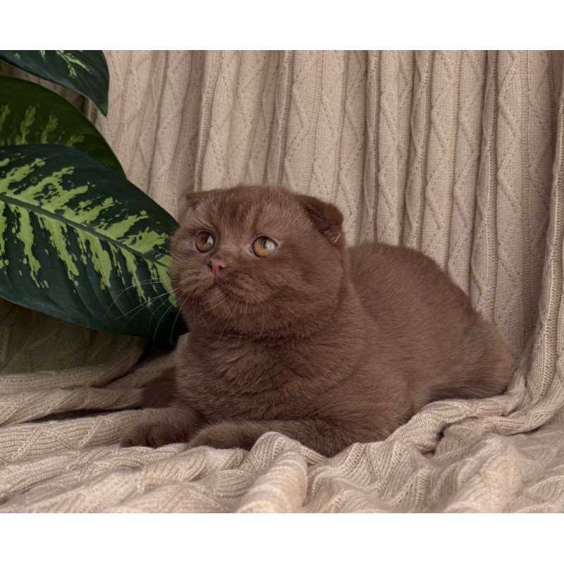 Scottish Oscar