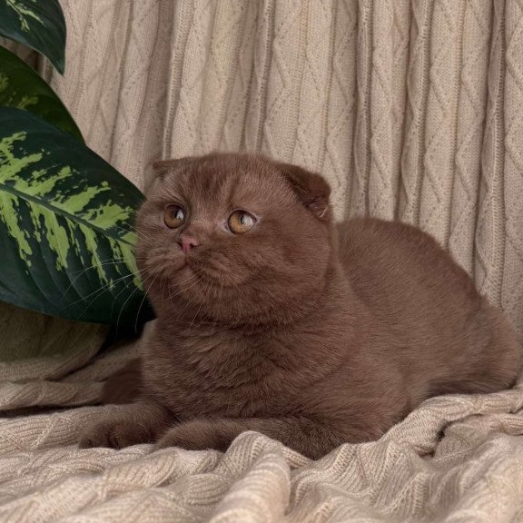 Scottish Oscar