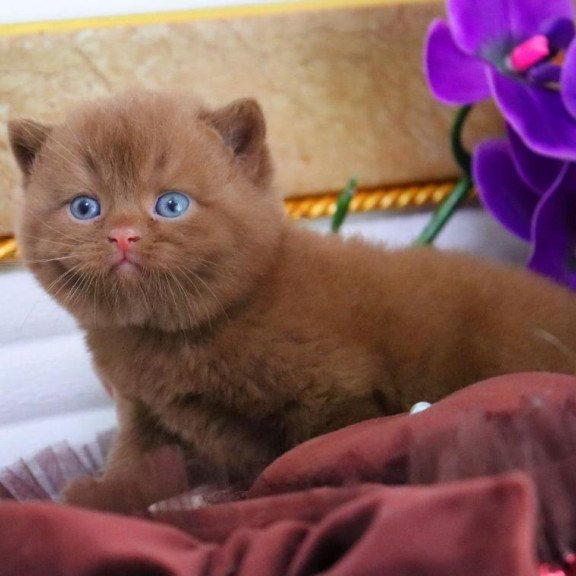 British Romeo