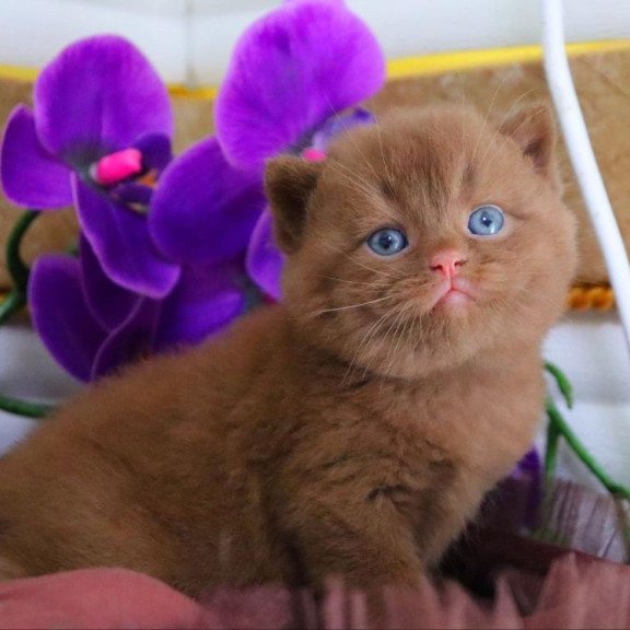 British Romeo