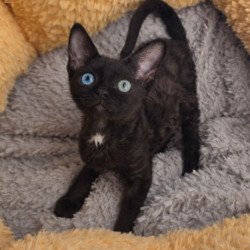 Devon Rex Mun