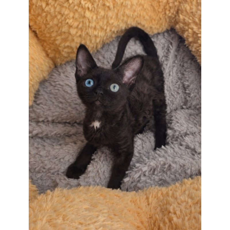 Devon Rex Mun
