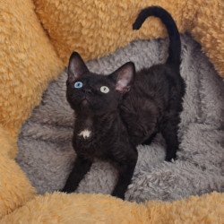 Devon Rex Mun