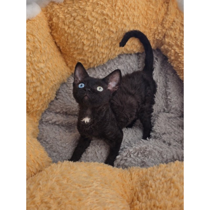 Devon Rex Mun